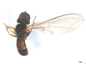  ( - BIOUG04080-H11)  @11 [ ] CreativeCommons - Attribution (2025) CBG Photography Group Centre for Biodiversity Genomics