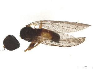  ( - BIOUG04198-B02)  @11 [ ] CreativeCommons - Attribution (2025) CBG Photography Group Centre for Biodiversity Genomics