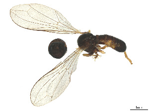  ( - BIOUG04198-E10)  @11 [ ] CreativeCommons - Attribution (2025) CBG Photography Group Centre for Biodiversity Genomics