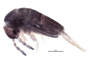  (Lepidocyrtus cyaneus - BIOUG04093-B05)  @16 [ ] CreativeCommons - Attribution (2012) CBG Photography Group Centre for Biodiversity Genomics