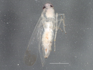  ( - BIOUG04359-E10)  @13 [ ] CreativeCommons - Attribution (2014) CBG Photography Group Centre for Biodiversity Genomics