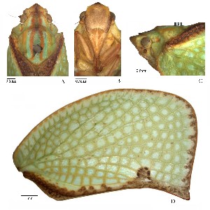  (Salurnis marginella - PHY-S-1-1)  @11 [ ] CreativeCommons - Attribution Non-Commercial Share-Alike (2012) Peng Lingfei Entomological Museum, Northwest A & F University