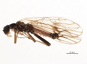  (Podmosta macdunnoughi - BIOUG09951-F03)  @14 [ ] CreativeCommons - Attribution (2014) CBG Photography Group Centre for Biodiversity Genomics