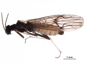  ( - BIOUG10174-A02)  @11 [ ] CreativeCommons - Attribution (2018) CBG Photography Group Centre for Biodiversity Genomics