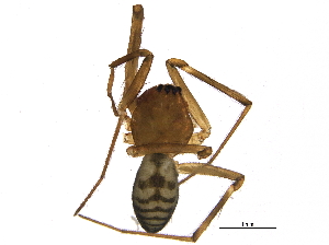  ( - BIOUG10223-A05)  @13 [ ] CreativeCommons - Attribution (2014) CBG Photography Group Centre for Biodiversity Genomics