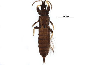  (Hoplothrips longisetis - BIOUG10227-D02)  @14 [ ] CreativeCommons - Attribution (2015) CBG Photography Group Centre for Biodiversity Genomics