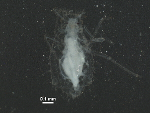  ( - BIOUG10275-E03)  @12 [ ] CreativeCommons - Attribution (2015) CBG Photography Group Centre for Biodiversity Genomics