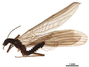  ( - BIOUG10879-F02)  @11 [ ] CreativeCommons - Attribution (2019) CBG Photography Group Centre for Biodiversity Genomics