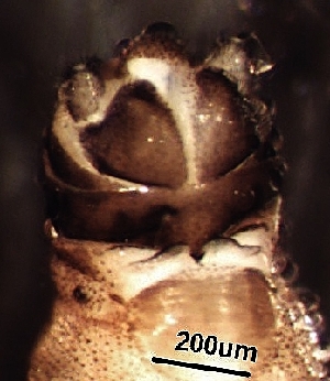  ( - BIOUG11071-C06)  @11 [ ] CreativeCommons - Attribution (2018) David Burton Centre for Biodiversity Genomics