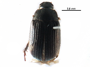  (Serica tristis - BIOUG11073-G06)  @14 [ ] CreativeCommons - Attribution (2016) CBG Photography Group Centre for Biodiversity Genomics