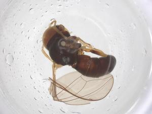  ( - BIOUG11184-D11)  @11 [ ] CreativeCommons - Attribution Share - Alike (2025) Centre for Biodiversity Genomics Centre for Biodiversity Genomics