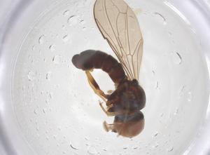  ( - BIOUG11185-H03)  @11 [ ] CreativeCommons - Attribution Share - Alike (2025) Centre for Biodiversity Genomics Centre for Biodiversity Genomics