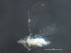  ( - BIOUG11290-E06)  @13 [ ] CreativeCommons - Attribution (2014) CBG Photography Group Centre for Biodiversity Genomics