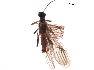 ( - BIOUG12299-F08)  @11 [ ] CreativeCommons - Attribution (2018) CBG Photography Group Centre for Biodiversity Genomics