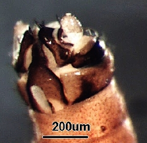  ( - BIOUG12299-F08)  @11 [ ] CreativeCommons - Attribution (2018) David Burton Centre for Biodiversity Genomics
