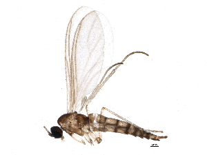  ( - BIOUG19707-H03)  @14 [ ] CreativeCommons - Attribution (2015) CBG Photography Group Centre for Biodiversity Genomics