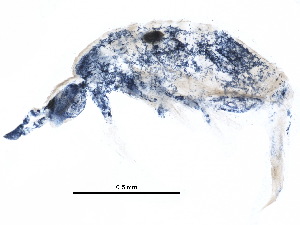  ( - BIOUG19265-H08)  @13 [ ] CreativeCommons - Attribution (2015) CBG Photography Group Centre for Biodiversity Genomics