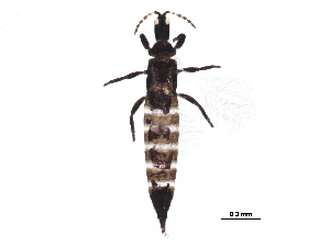  (Leptothrips mali - BIOUG20008-G05)  @15 [ ] CreativeCommons - Attribution (2015) CBG Photography Group Centre for Biodiversity Genomics