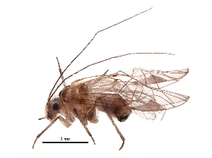  ( - BIOUG10060-F03)  @13 [ ] CreativeCommons - Attribution (2016) CBG Photography Group Centre for Biodiversity Genomics