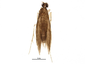  (Orthotrichia aegerfasciella - BIOUG10060-G08)  @14 [ ] CreativeCommons - Attribution (2014) CBG Photography Group Centre for Biodiversity Genomics