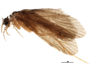  ( - BIOUG10205-C02)  @14 [ ] CreativeCommons - Attribution (2014) CBG Photography Group Centre for Biodiversity Genomics