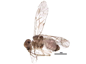  ( - BIOUG10390-B09)  @14 [ ] CreativeCommons - Attribution (2016) CBG Photography Group Centre for Biodiversity Genomics