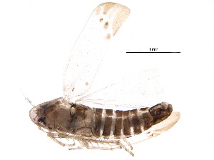  ( - BIOUG10525-E03)  @13 [ ] CreativeCommons - Attribution (2015) CBG Photography Group Centre for Biodiversity Genomics