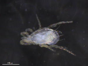  ( - BIOUG10923-F05)  @11 [ ] CreativeCommons - Attribution (2019) CBG Photography Group Centre for Biodiversity Genomics