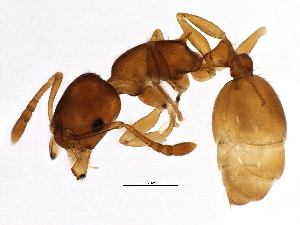  (Temnothorax ambiguus - BIOUG11767-G08)  @15 [ ] CreativeCommons - Attribution (2014) CBG Photography Group Centre for Biodiversity Genomics