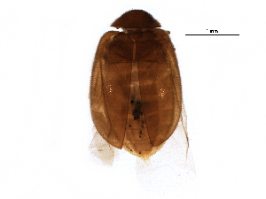  ( - BIOUG11769-E11)  @13 [ ] CreativeCommons - Attribution (2015) CBG Photography Group Centre for Biodiversity Genomics