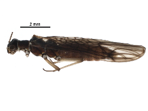  ( - BIOUG19889-F11)  @14 [ ] CreativeCommons - Attribution (2017) CBG Photography Group Centre for Biodiversity Genomics