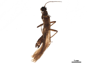 ( - BIOUG19981-B02)  @11 [ ] CreativeCommons - Attribution (2019) CBG Photography Group Centre for Biodiversity Genomics