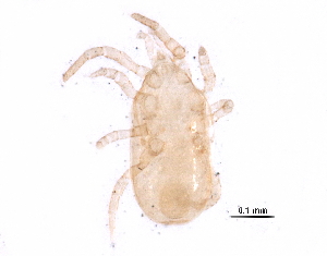  (Proctolaelaps sp. JCS54 - BIOUG20129-F12)  @14 [ ] CreativeCommons - Attribution (2015) CBG Photography Group Centre for Biodiversity Genomics