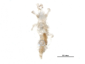  ( - BIOUG20151-G01)  @12 [ ] CreativeCommons - Attribution (2015) CBG Photography Group Centre for Biodiversity Genomics