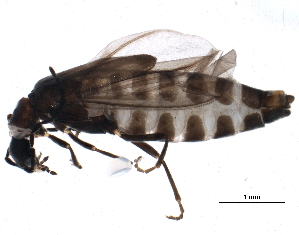  (Malthodes stacesmithi - BIOUG20153-B12)  @13 [ ] CreativeCommons - Attribution (2015) CBG Photography Group Centre for Biodiversity Genomics