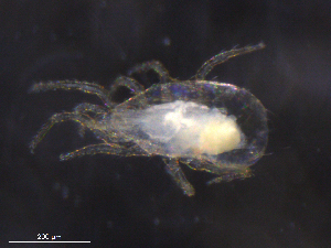  ( - BIOUG20153-F08)  @11 [ ] CreativeCommons - Attribution (2019) CBG Photography Group Centre for Biodiversity Genomics