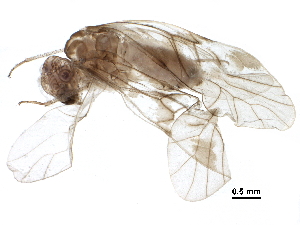  ( - BIOUG20333-D08)  @14 [ ] CreativeCommons - Attribution (2016) CBG Photography Group Centre for Biodiversity Genomics