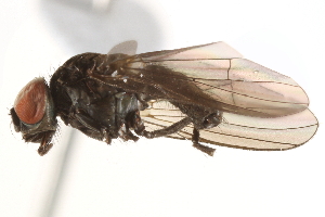 ( - BIOUG16516-F08)  @13 [ ] CreativeCommons - Attribution (2015) CBG Photography Group Centre for Biodiversity Genomics