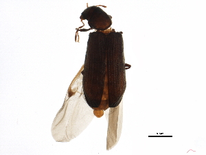  (Hemicoelus gibbicollis - BIOUG16741-A07)  @13 [ ] CreativeCommons - Attribution (2015) CBG Photography Group Centre for Biodiversity Genomics