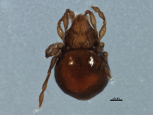  (Dendrozetes - BIOUG16741-F05)  @13 [ ] CreativeCommons - Attribution (2015) CBG Photography Group Centre for Biodiversity Genomics
