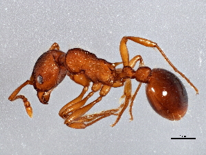  (Myrmica specioides - BIOUG03095-B11)  @14 [ ] CreativeCommons - Attribution (2013) CBG Photography Group Centre for Biodiversity Genomics