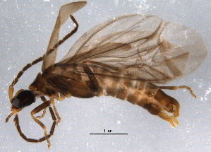  ( - BIOUG03100-B01)  @12 [ ] CreativeCommons - Attribution (2014) CBG Photography Group Centre for Biodiversity Genomics