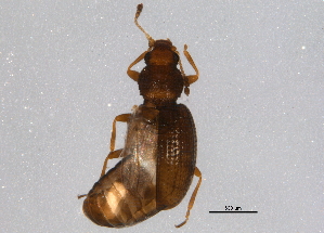  (Corticarina herbivagans - BIOUG03100-B07)  @14 [ ] CreativeCommons - Attribution (2014) CBG Photography Group Centre for Biodiversity Genomics