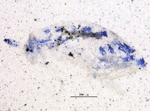  ( - BIOUG04182-H03)  @12 [ ] CreativeCommons - Attribution (2014) CBG Photography Group Centre for Biodiversity Genomics
