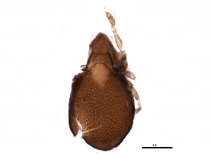  (Dendroeremaeus - BIOUG07011-F06)  @13 [ ] CreativeCommons - Attribution (2014) CBG Photography Group Centre for Biodiversity Genomics