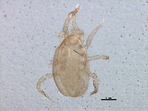  (Proprioseiopsis okanagensis - BIOUG07137-E08)  @13 [ ] CreativeCommons - Attribution (2014) CBG Photography Group Centre for Biodiversity Genomics