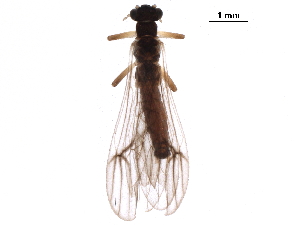  ( - BIOUG03837-B08)  @11 [ ] CreativeCommons - Attribution (2018) CBG Photography Group Centre for Biodiversity Genomics