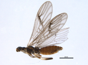  ( - BIOUG03837-B09)  @13 [ ] CreativeCommons - Attribution (2014) CBG Photography Group Centre for Biodiversity Genomics