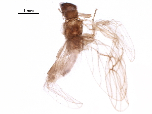  ( - BIOUG05823-A03)  @11 [ ] CreativeCommons - Attribution (2018) CBG Photography Group Centre for Biodiversity Genomics