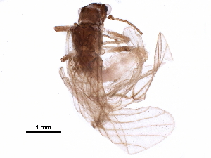  ( - BIOUG05823-A06)  @11 [ ] CreativeCommons - Attribution (2018) CBG Photography Group Centre for Biodiversity Genomics